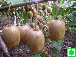 frutto di kiwi su pianta